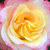 Biela - ružová - Záhonová ruža - grandiflora - Alissar